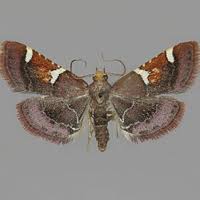 Image result for Pyralis cardinalis