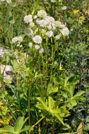 Image result for Physotrichia