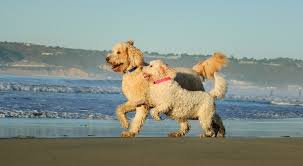 Mini Goldendoodle A Small And Mighty Teddy Bear Mix