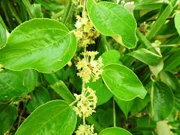 Image result for Ziziphus mauritiana