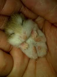 Pin On Hamster