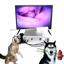 Dog cum camera AI gun - vet tech advancements