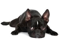 Consultations, puppy development and private lessons are available sooner! French Bulldog Puppies Tails Pets Lovers