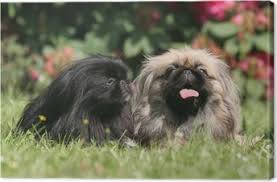 Pose De Deux Chow Chow Adultes Cote A Cote Dans Le Jardin Canvas Print Pixers We Live To Change