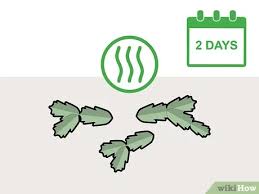 When you decide to prune your plant, you don't have to toss detached segments in the compost pile when you're done. How To Prune A Christmas Cactus 12 Steps With Pictures