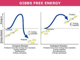 Tang 01b Enthalpy Entropy And Gibbs Free Energy