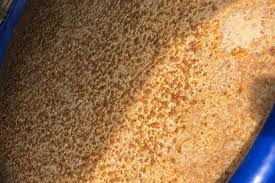 Phân biệt men vi sinh ủ đạt hay đã hư