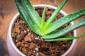 Check spelling or type a new query. Aloe Vera Plant Types How To Grow And Care Florgeous