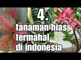4 Tanaman Hias Termahal Di Indonesia Tanaman Hias Yang Dulu Sempat Viral Youtube