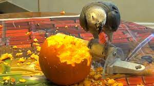 Check spelling or type a new query. Parrot Can T Contain Happiness After Discovering Pumpkin Seeds Youtube