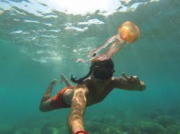 The moon jellyfish can get as big as 3 feet wide in diameter, some in rare cases can get bigger. Things To Know Before You Go Ahead With Keeping Jellyfish As Pets Pet Ponder