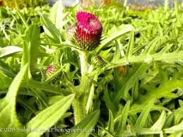 Image result for Cirsium