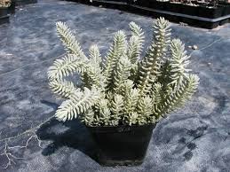 Image result for Sedum ruwenzoriense