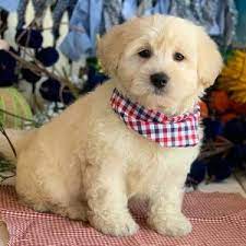 See history of how we started with cavapoo/ cavoodle puppies bottom of page. Best Cavapoo Breeders In Virginia 2021 We Love Doodles
