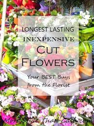 Now, in addition to cut flowers, the terra ceia farms sells and ships whole peony plants for people to grow at home. Pin On Flowers