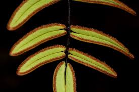 Image result for Pellaea dura