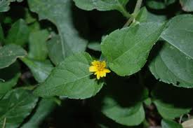 Image result for Calyptocarpus vialis