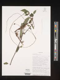 Image result for Pilea rivularis