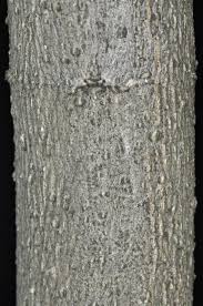 Image result for Volkameria glabra