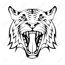 Some cats have a little bump for a jaw, says elliott, but tigers have this big square jaw. Angry Tiger Face Isolated On White Background Suitable As Team Mascot Bengal Tiger Predator Animal Royalty Free Cliparts Vectors And Stock Illustration Image 146748030