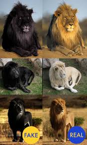 Check spelling or type a new query. Black Lions Hoax