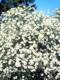 Boltonia asteroides is a species in the genus boltonia which contains between 8 and 11 species and belongs to the family of. Boltonia Snowbank Bluestone Perennials