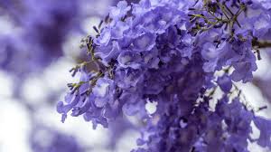 It flowers in winter, making it an important bee tree, and it also plays an essential role for south africa's only endemic parrot, the cape parrot, as well as cinnamon doves. What To Know About South Africa S Majestic Jacaranda Trees