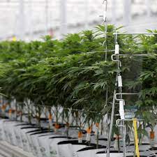 Reddit rally in cannabis stocks stubbed out | Reuters