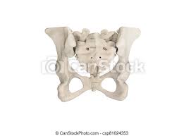 Huge collection, amazing choice, 100+ million high quality, affordable rf and rm images. Pelvis Human Skeleton Female Pelvic Bone Anatomy Hip 3d Artwork Bones Labeled Anatomy Back View White Background Canstock