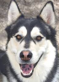 Black And White Spotted Dog With Blue Eyes Siberian Husky Not A Chow Don T Let The Tongue Fool You Spotted Tongue Husky Siberian Husky Animals