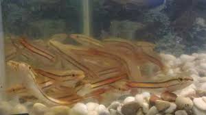 Umpan racikan ikan gurame susah makan. Rakusnya Ikan Toman Diberi Makan Ikan Cere By Rinto Rigon