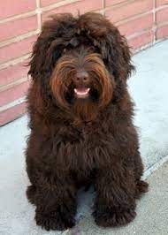 Golden Gate Labradoodles San Francisco Bay Area In 2021 Labradoodle Chocolate Labradoodle Australian Labradoodle