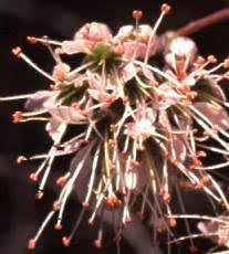 Image result for Combretum mossambicense