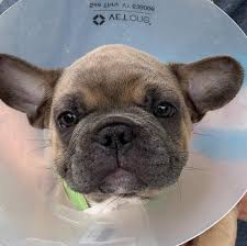 The french bulldog is a loving and affectionate dog breed that loves to play. Group Says It Won T Turn Over 15 Bulldogs Found At O Hare Belleville News Democrat