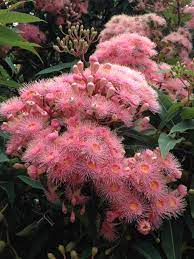 Show Me Your Corymbia Bloom Australian Flowers Australian Native Plants Australian Plants