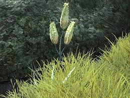 アロエベラの葉 Tes4 Oblivion 錬金術まとめwiki