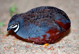 king quail wikipedia
