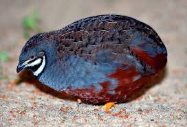 King Quail Wikipedia