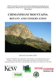 Image result for Olea chimanimani