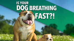 She was perfectly fine all morning, ate a little something around noon, and started breathing really fast: Why Is My Dog Breathing Fast Ultimate Pet Nutrition