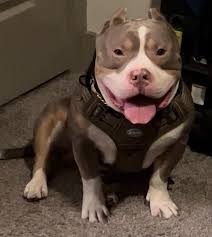 Beastro Son Boomer Pedigree Information