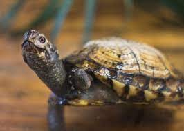 The cumberland slider naturally comes from north america. 12 Reasons Not To Buy A Pet Turtle Or Tortoise Pethelpful