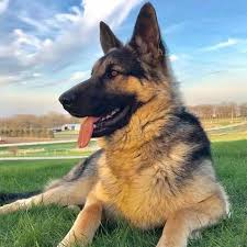 Like other puppies you get from a breeder, german shepherd pups are also quite pricey. Lost Dog Plainview German Shepherd Dog Male Date Lost 11 30 2018 Dog S Name Diesel Breed Of Dog German Shepherd Dog German Shepherd Dogs Dogs Losing A Dog