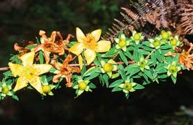 Image result for Hypericum revolutum
