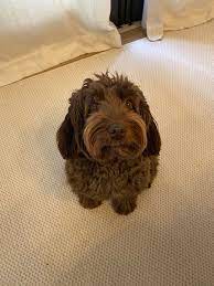 He is a founder of crooked. Tommy Vietor On Twitter During Quarantine My Dog Has Used A Combination Of Intense Sitting And Adorable Staring To Bargain Her Dinner Time Down From 5 To 330 It S Now 2 50 Hold The