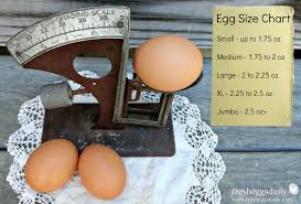 Egg Size Chart Fresh Eggs Daily