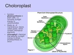 Plant cell chloroplast structure and function. Cell Structure Analysis Of The Functional Inter Relationships Of Cell Structures Ppt Download