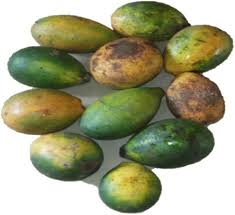 Image result for Picralima nitida