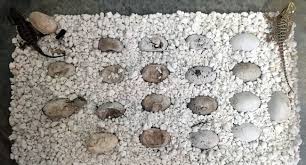 Www.reptilebasics.com ventilation is a paramount condition for the hatching of all reptile eggs the same way it is in bird eggs. How To Incubate Bearded Dragon Eggs The Easy Way
