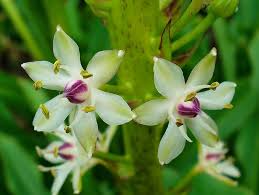 See more ideas about south african flowers, african flowers, flowers. 23 Best African Flowers And Pictures You Should See Florgeous